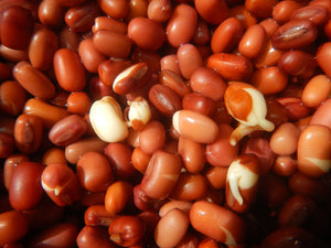 Sprouting Adzuki Beans