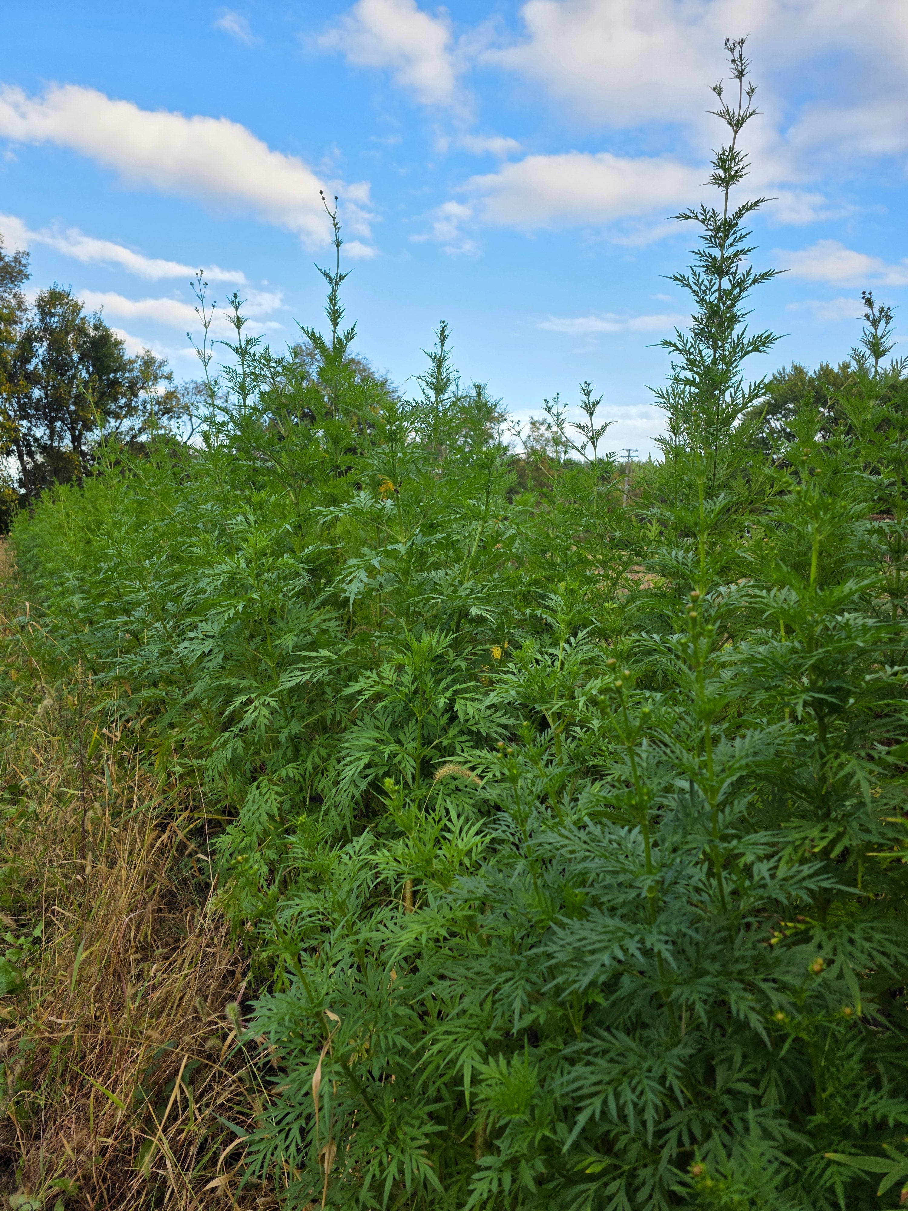 Sulfur Cosmos "Bright Lights" Flowers