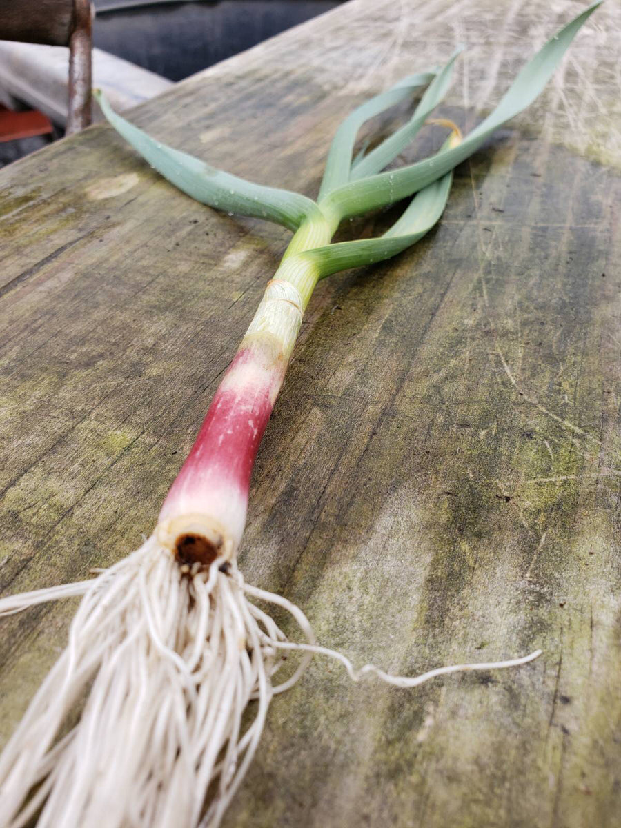 Spring Green Garlic Confit Three Sisters Garden