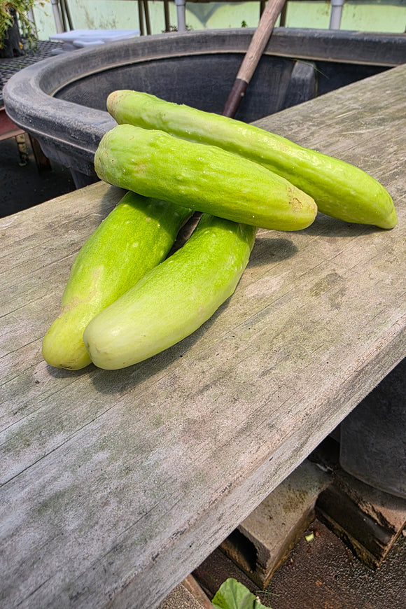 Margarita Cucumbers