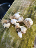 Tiny Garlic
