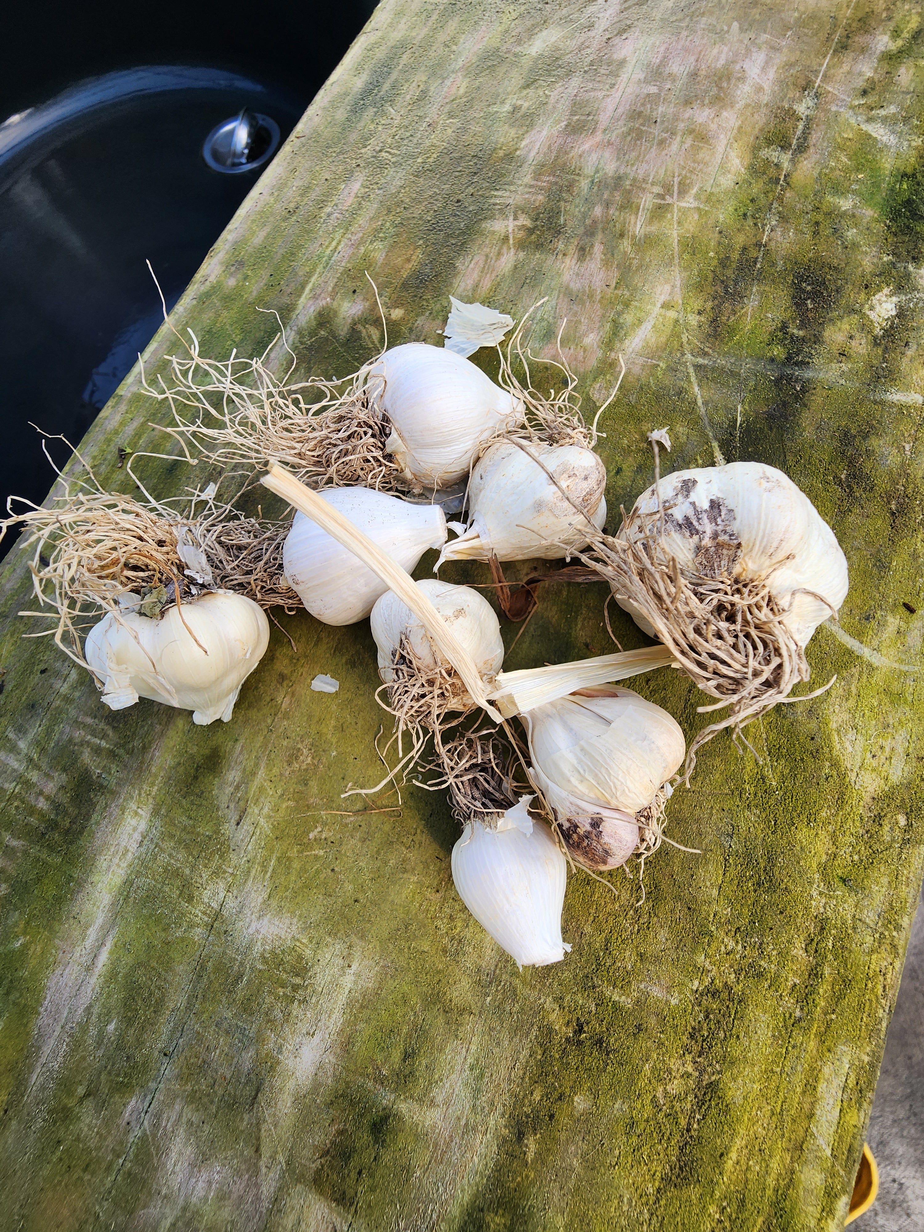 Tiny Garlic