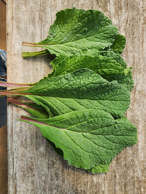 Borage Leaves