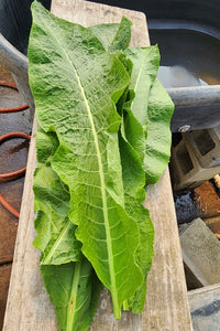 Horseradish Leaves