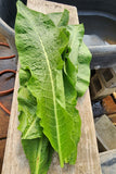 Horseradish Leaves