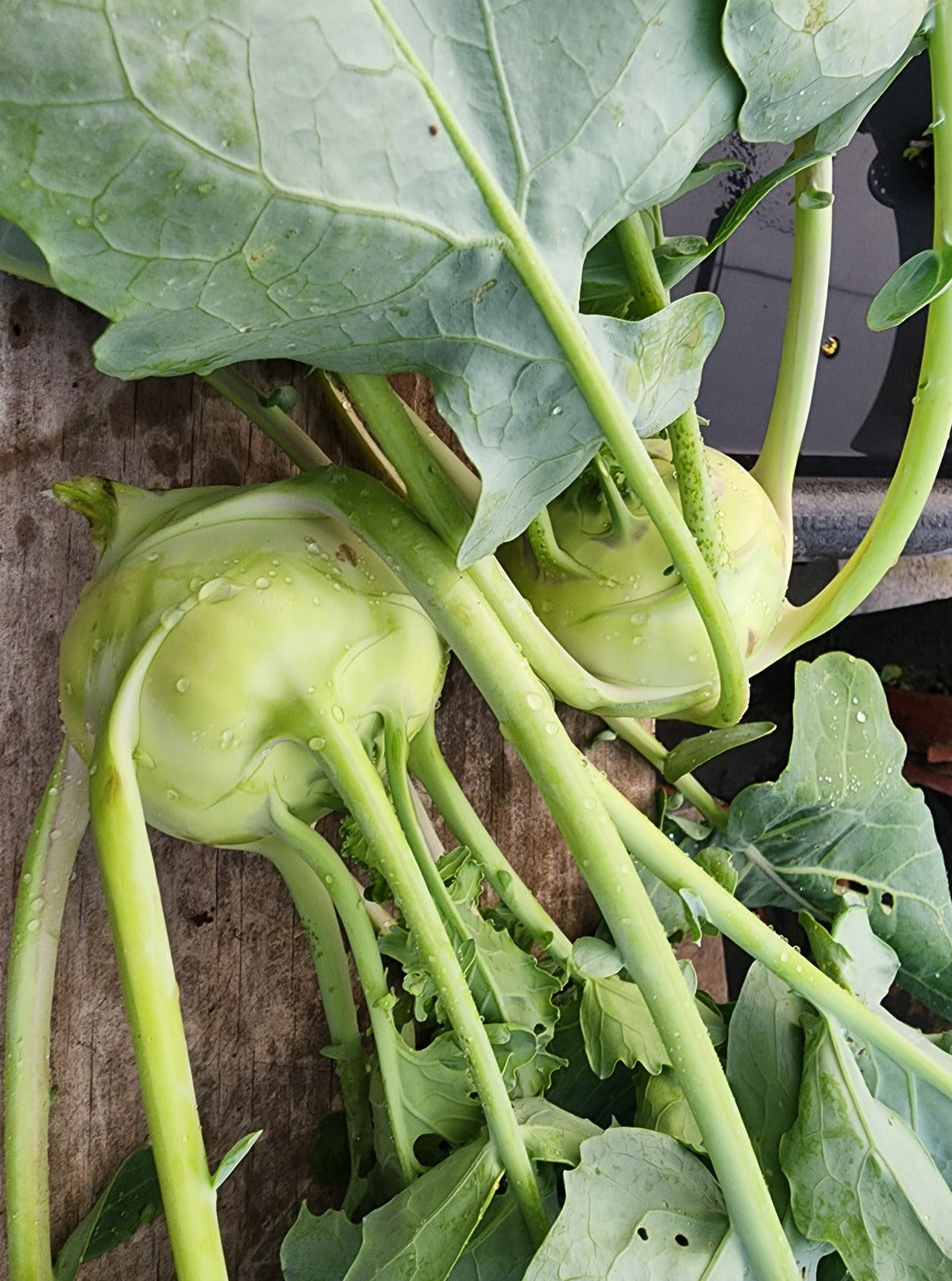 Kossak Kohlrabi