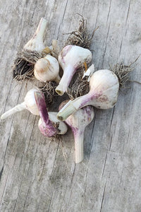 Small Garlic