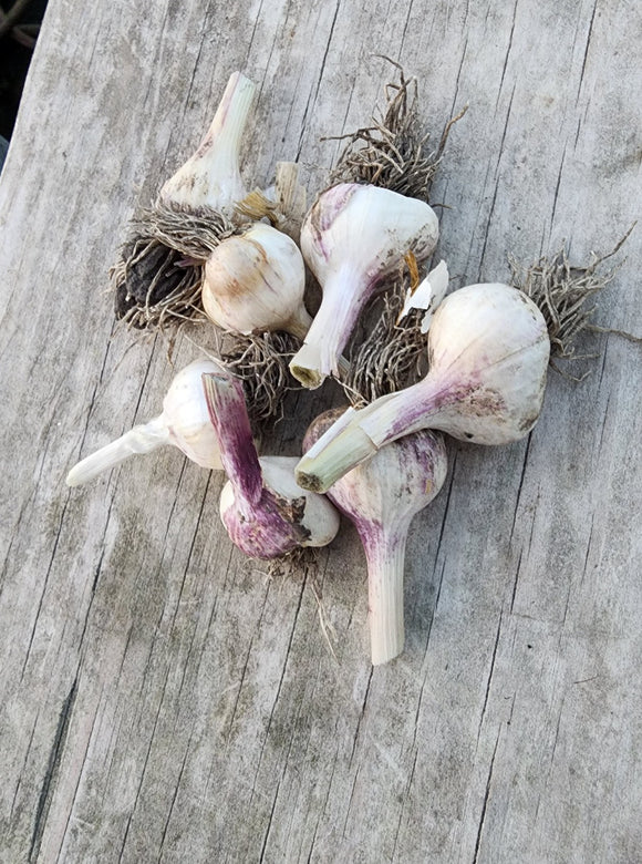 Small Garlic