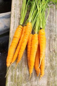 Medium Carrots