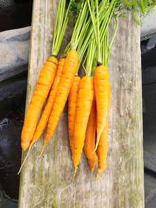 Medium Carrots