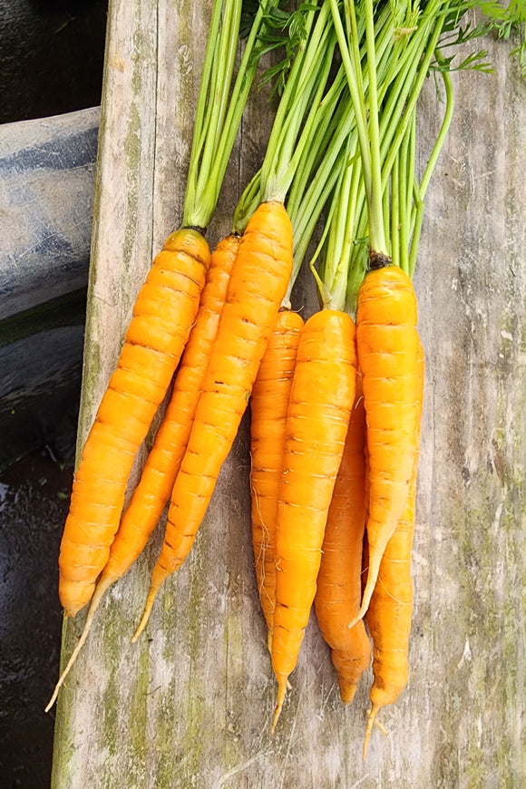 Medium Carrots