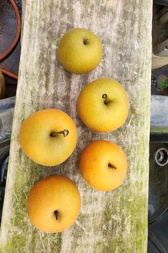 Asian Pears
