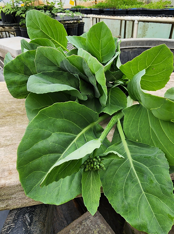 Gai Lan (Chinese Broccoli)