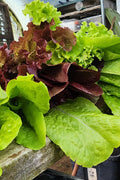 Young Lettuce