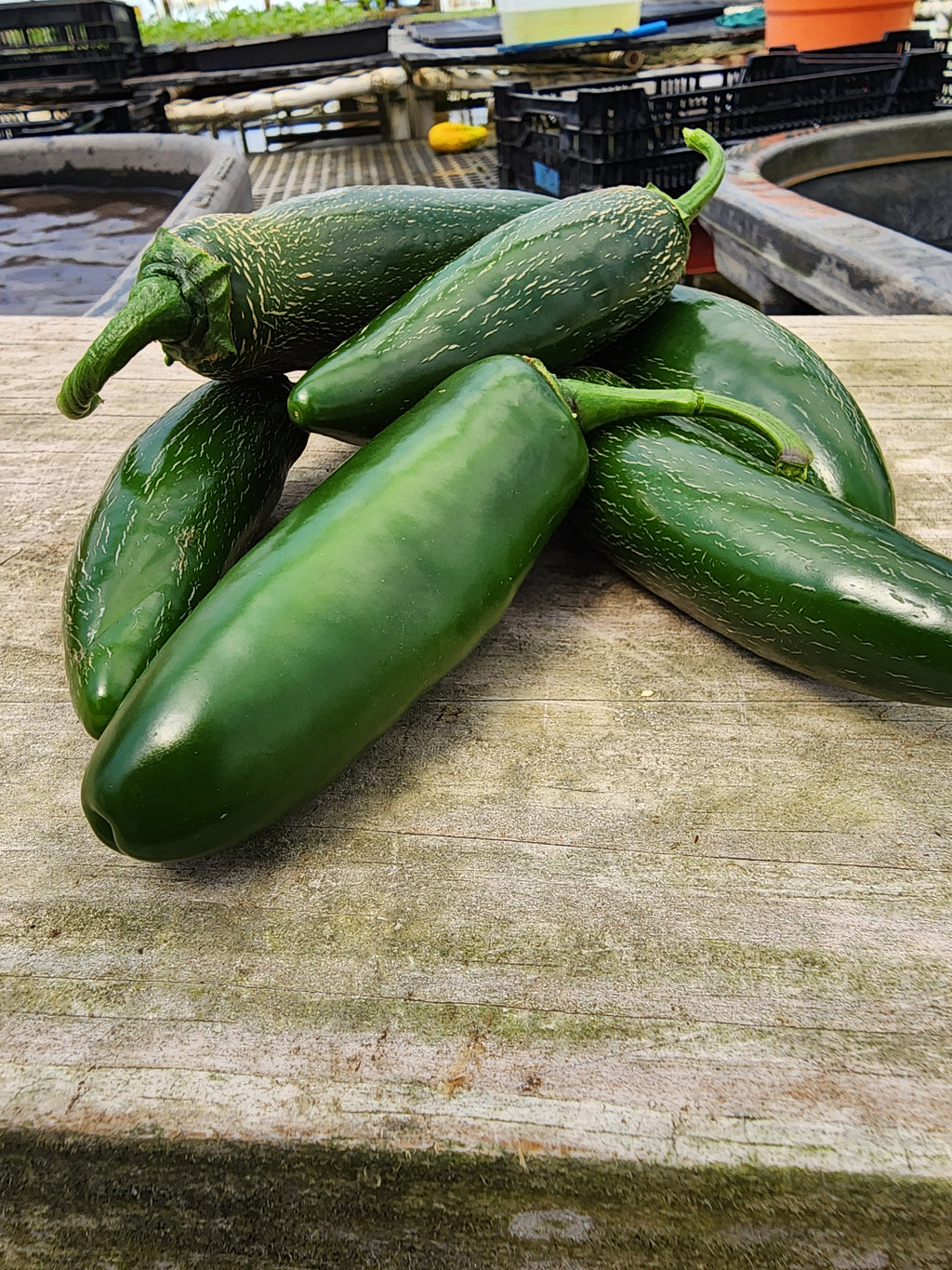 Jalapeño Peppers