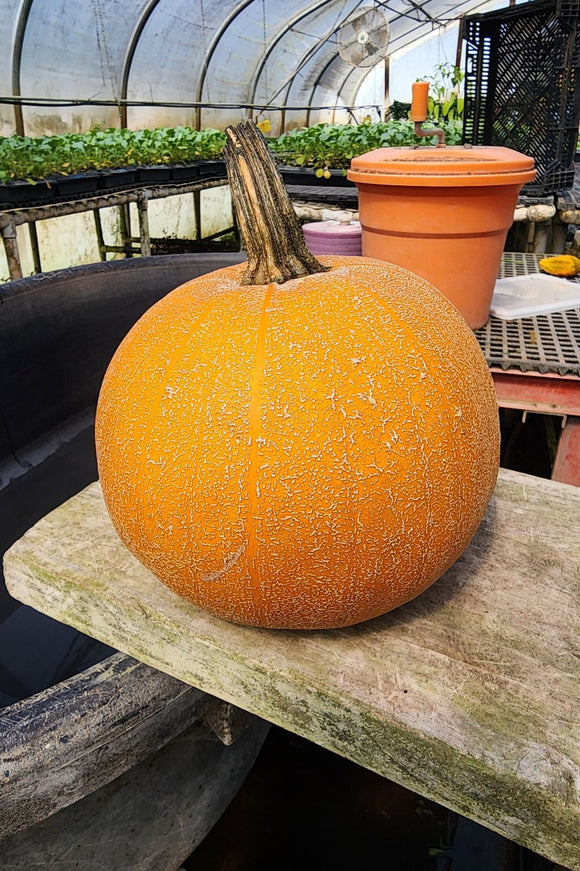 Winter Luxury Pie Pumpkin