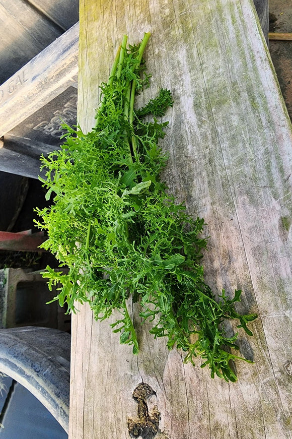 Super Frilly Green Mustard