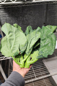Gai Lan (Chinese Broccoli)