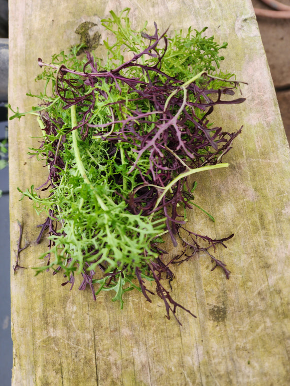 Mustard Salad Mix
