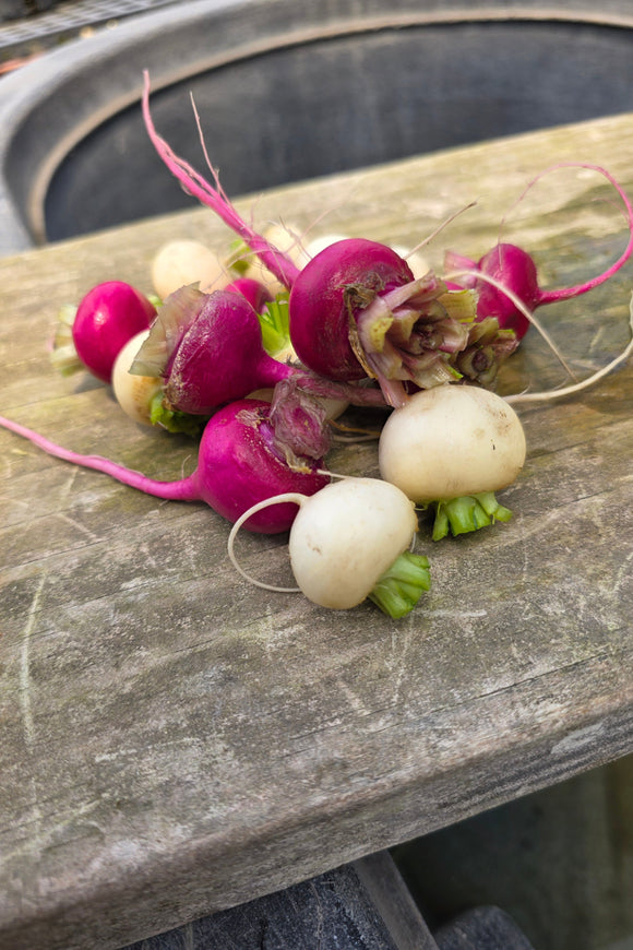 Baby Hakurei & Hirosaki (Red) Salad Turnips