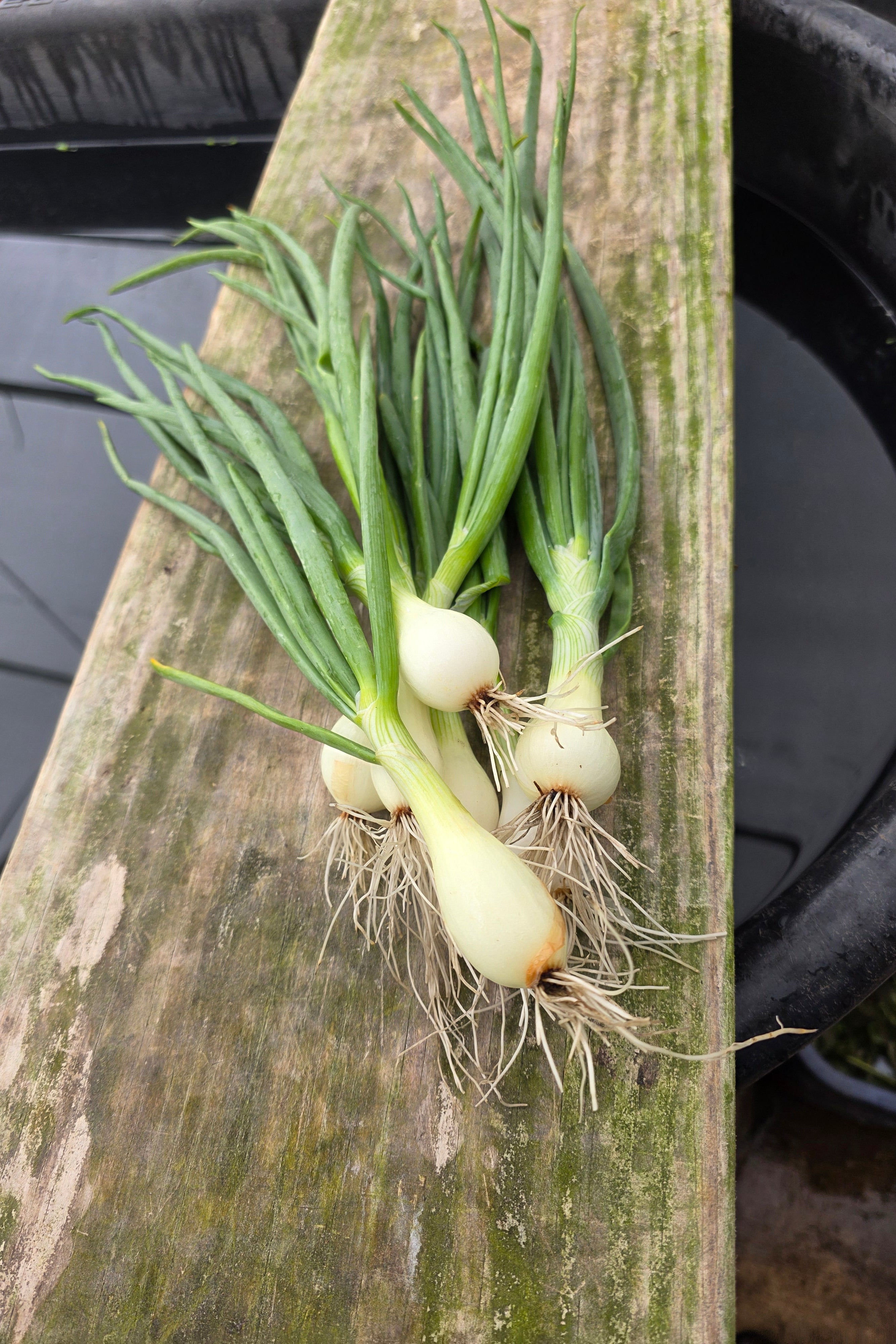 Knob Onions
