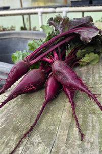 Cylindra Beets