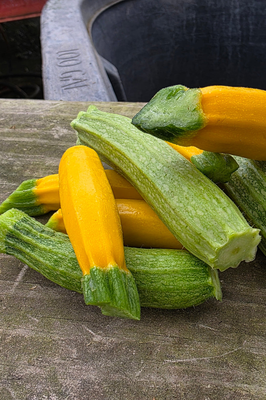 Mixed Summer Squash