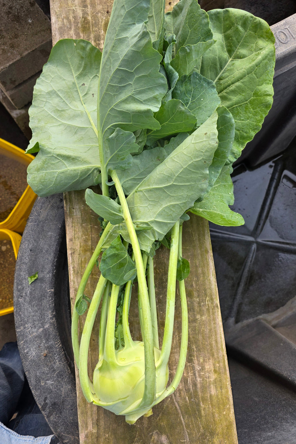 Kossak Kohlrabi