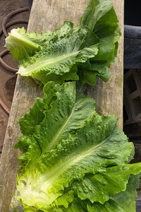 Young Romaine Lettuce