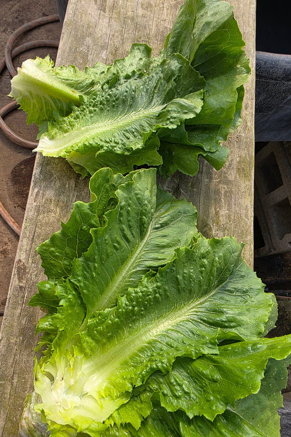 Young Romaine Lettuce