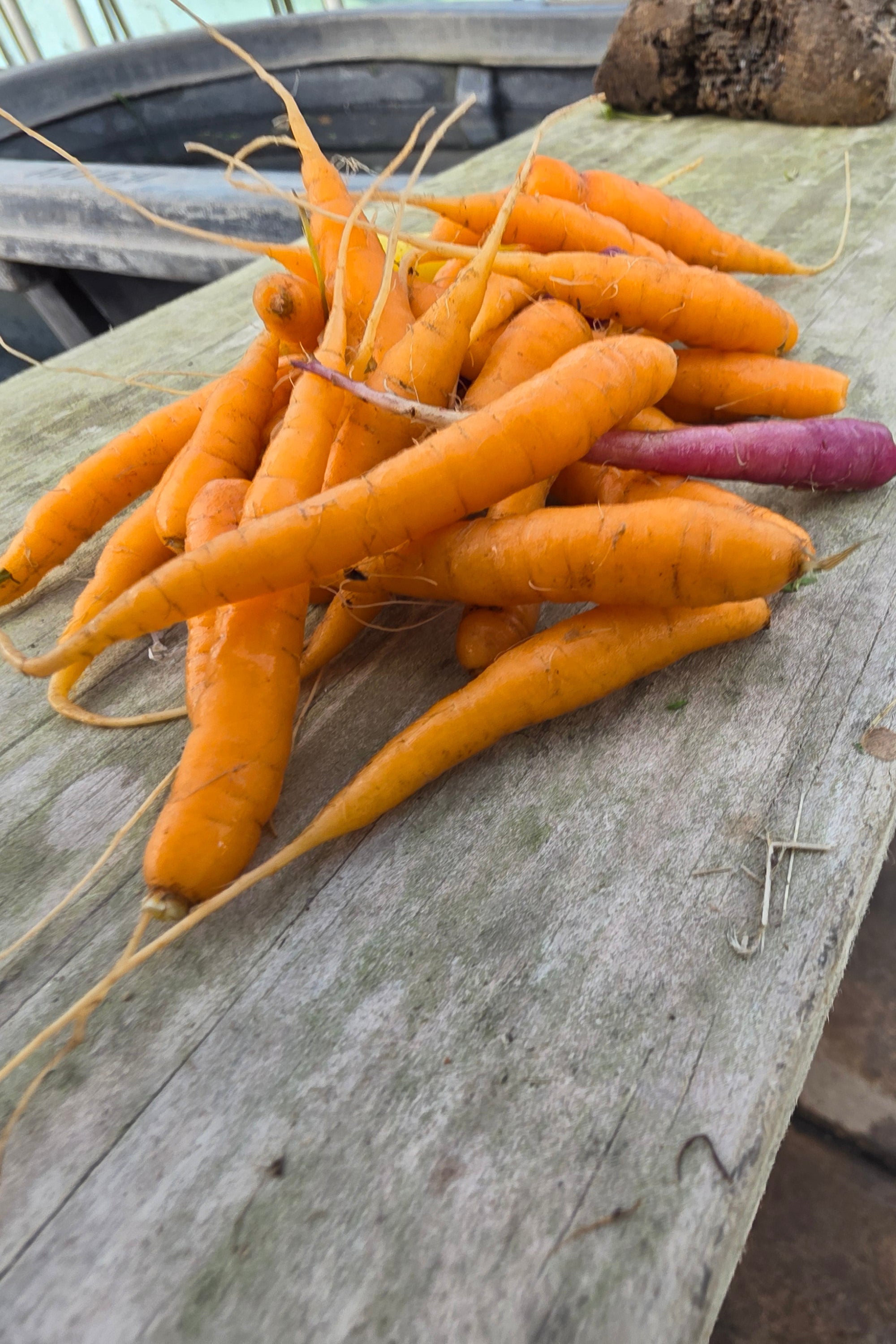 Tiny Carrots