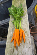 Carrots