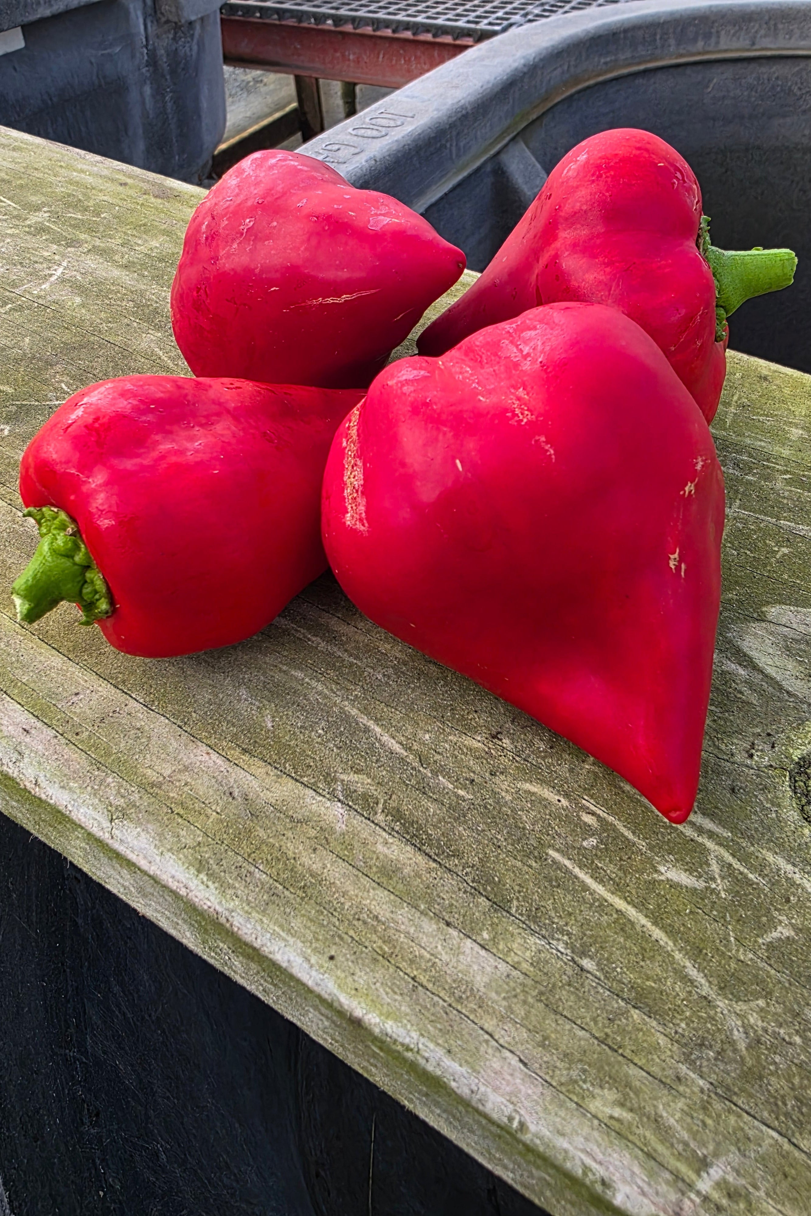 Lesya Sweet Pimento Peppers