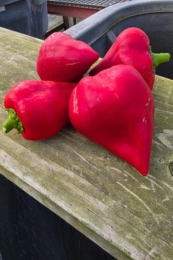 Lesya Sweet Pimento Peppers