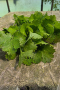 Cilantro