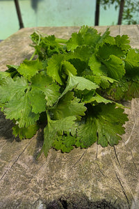 Cilantro