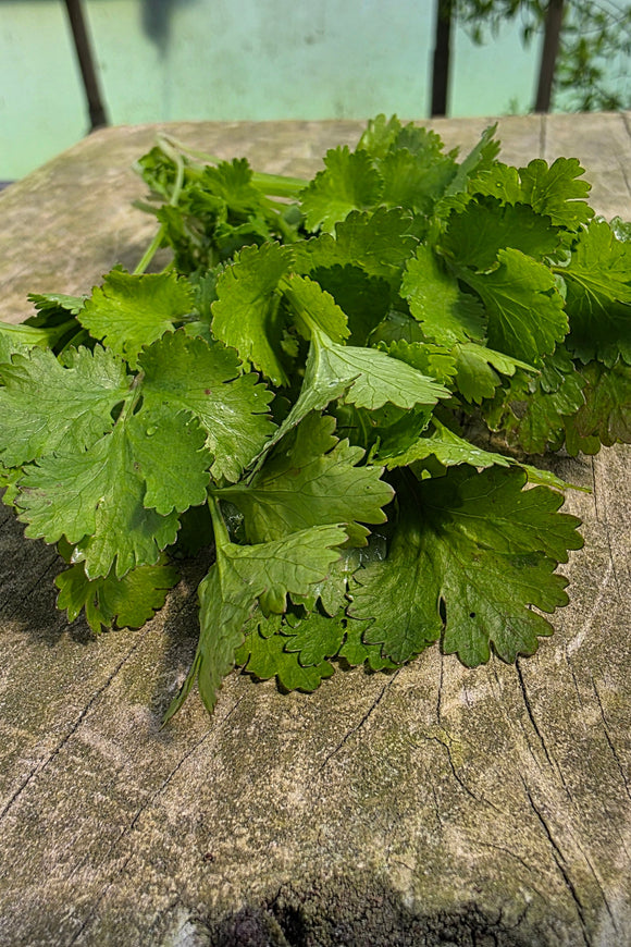 Cilantro