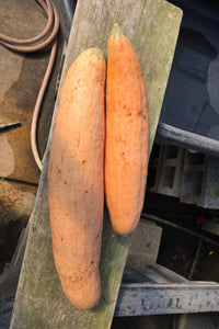 Pink Banana Squash