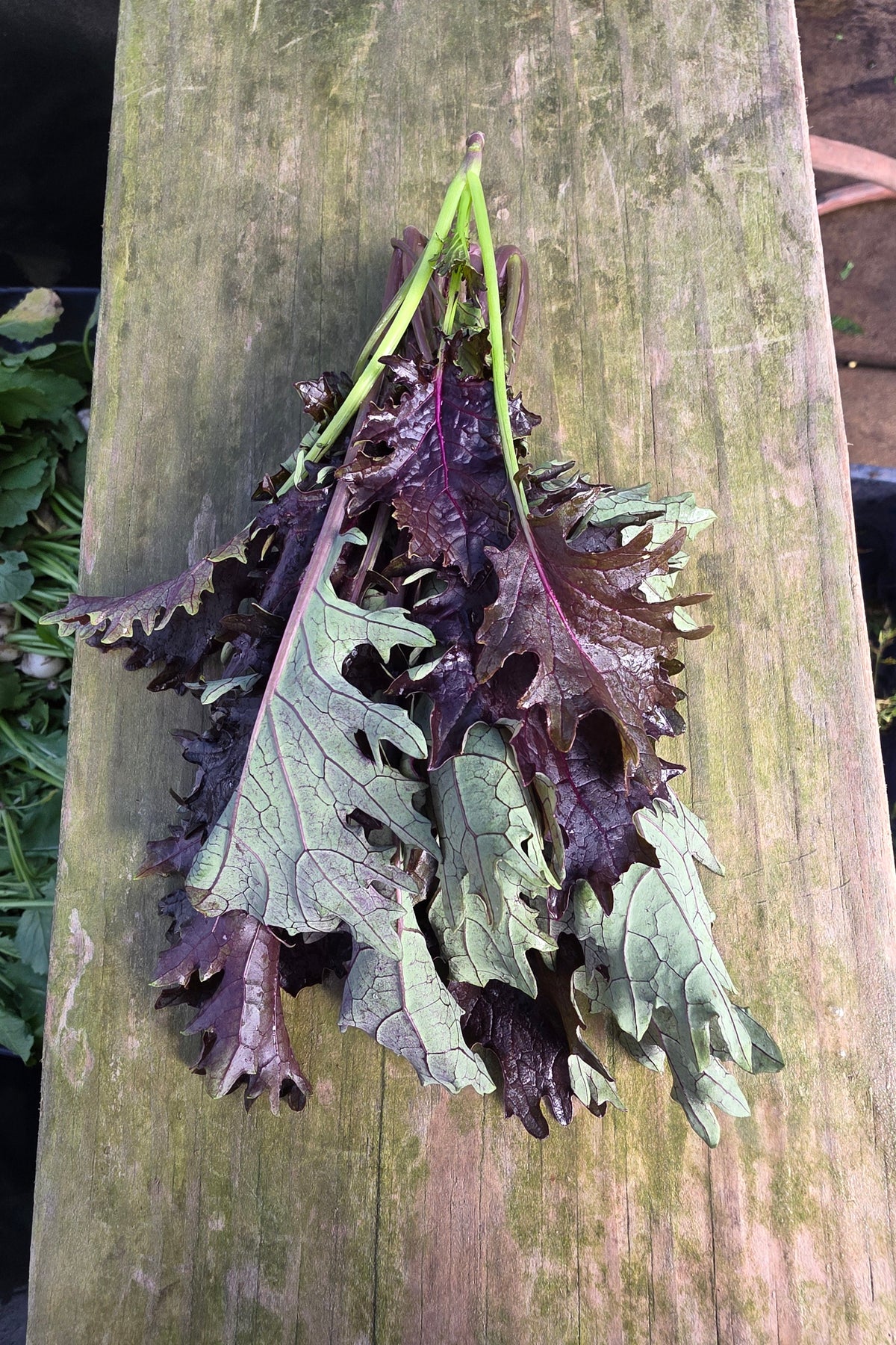 Red Frilly Kale