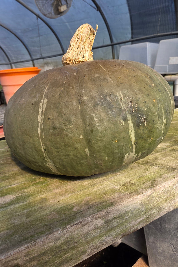 Green Kabocha