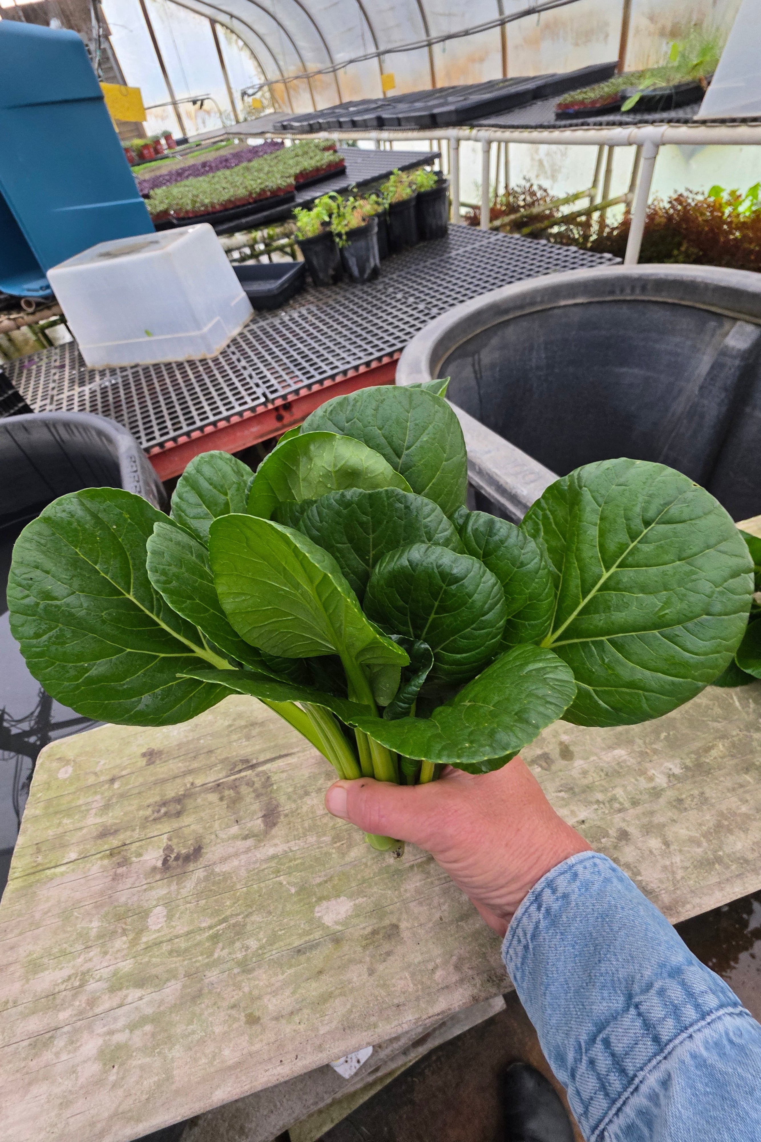 Young Tatsoi Heads