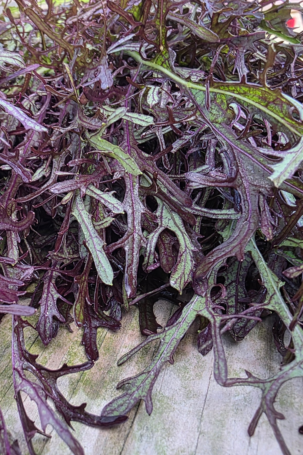 Ruby Streaks