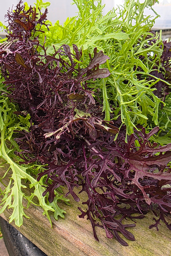 Scarlett & Green Frills