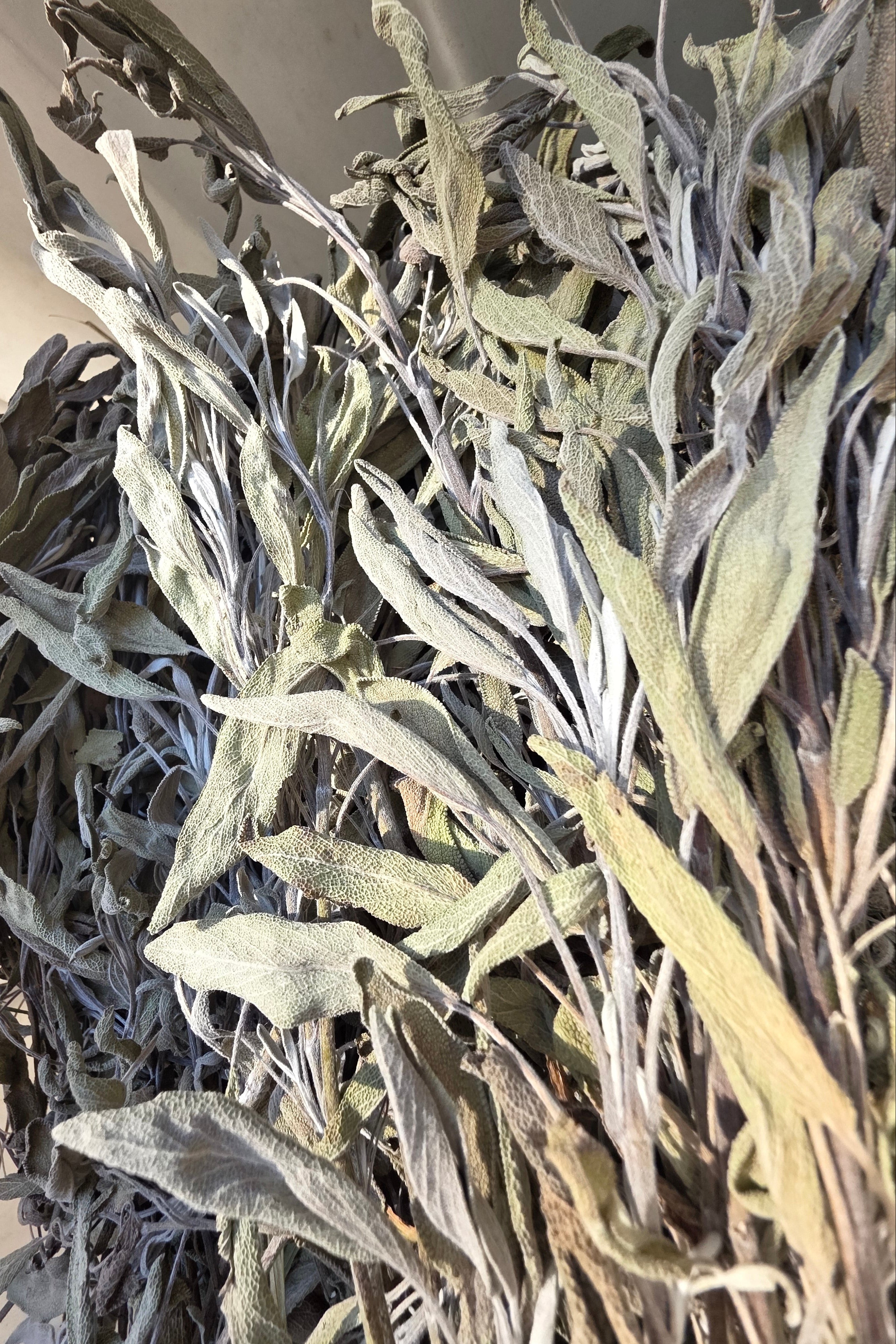 Air Dried Sage