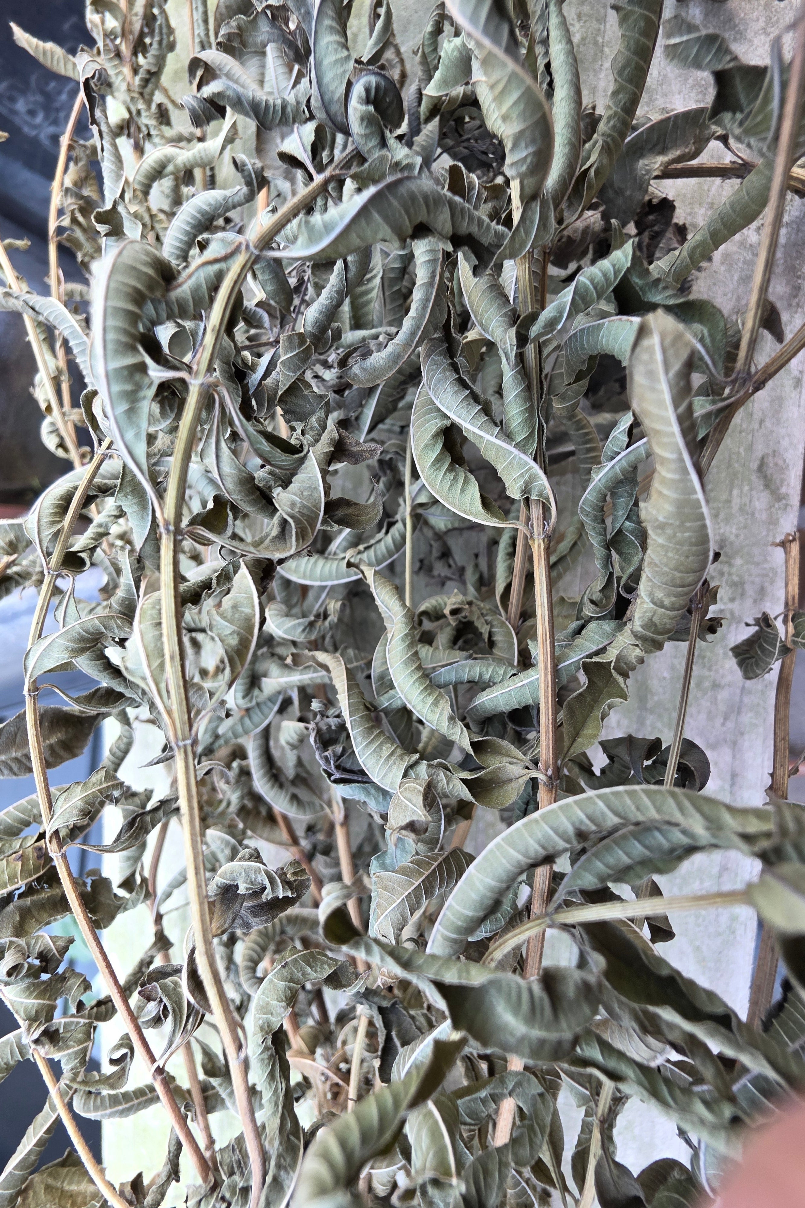 Air Dried Lemon Verbena