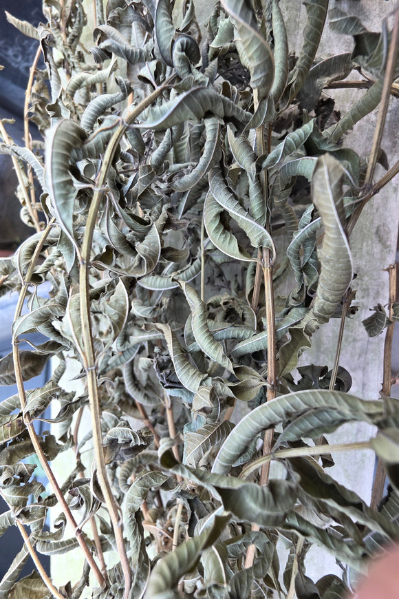 Air Dried Lemon Verbena