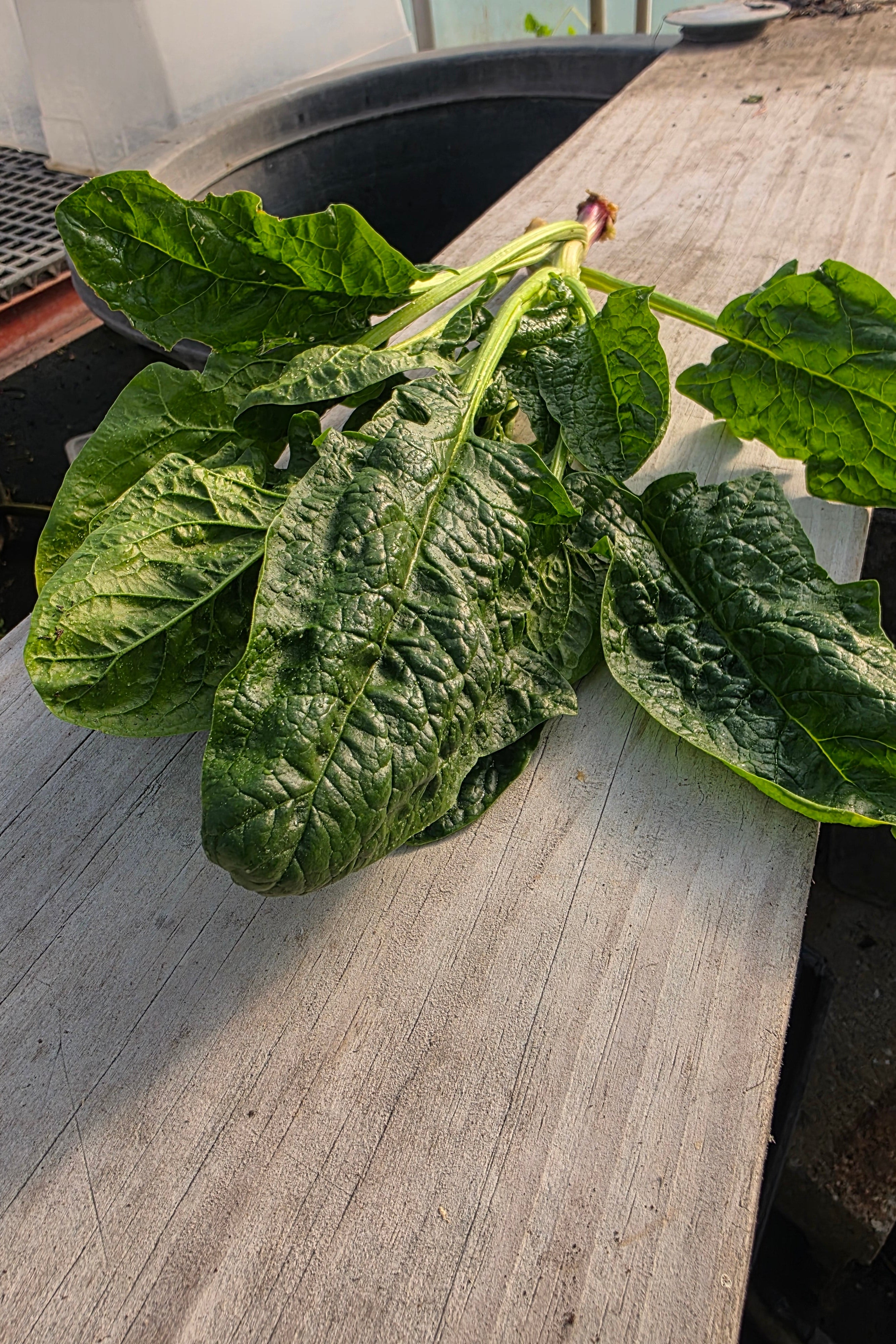 Sweet Spinach Shoots