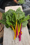 Red and Yellow Swiss Chard