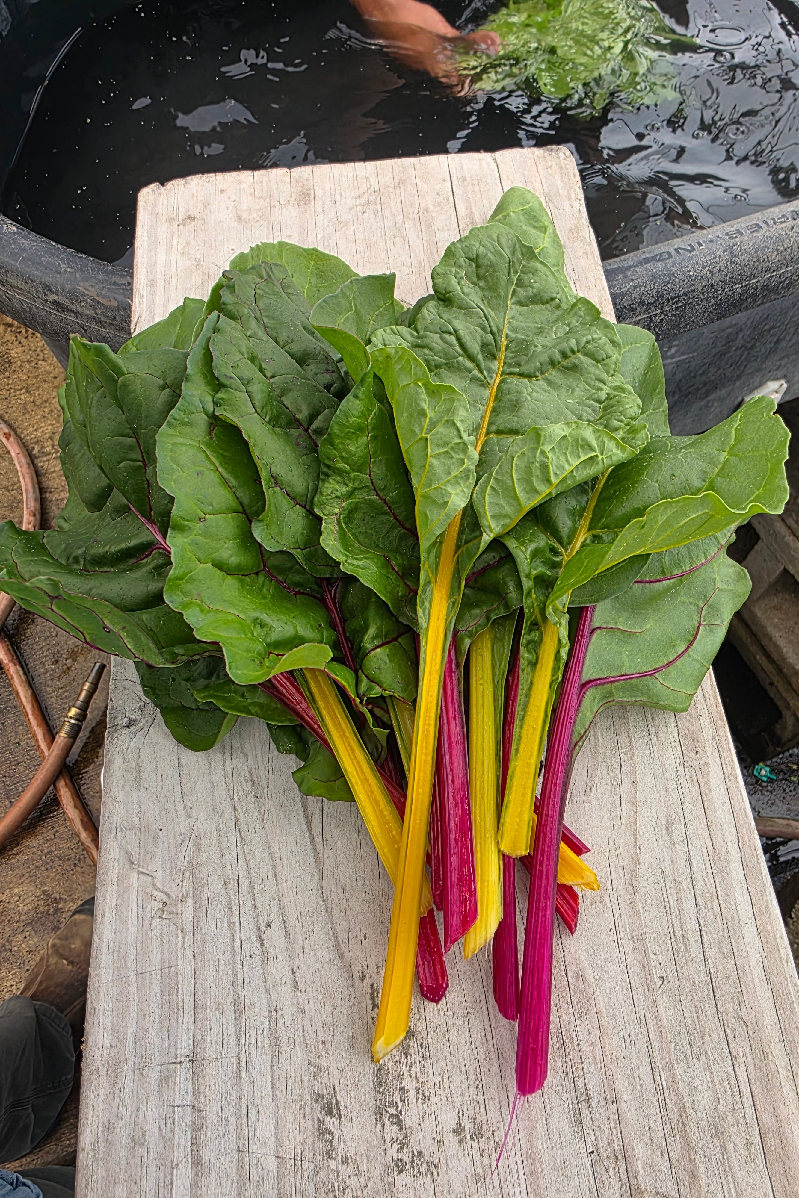 Red and Yellow Swiss Chard