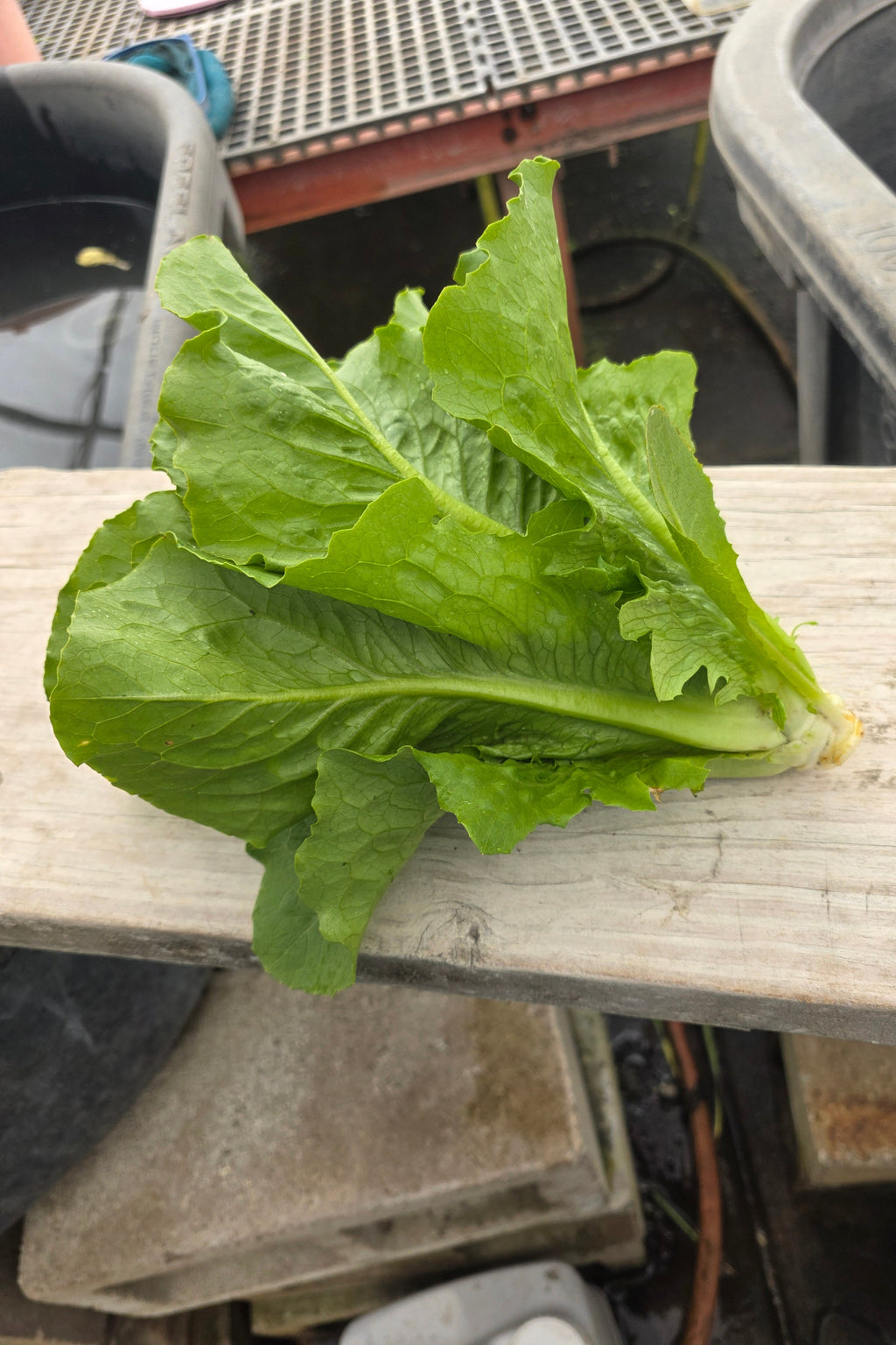 Young Romaine Lettuce